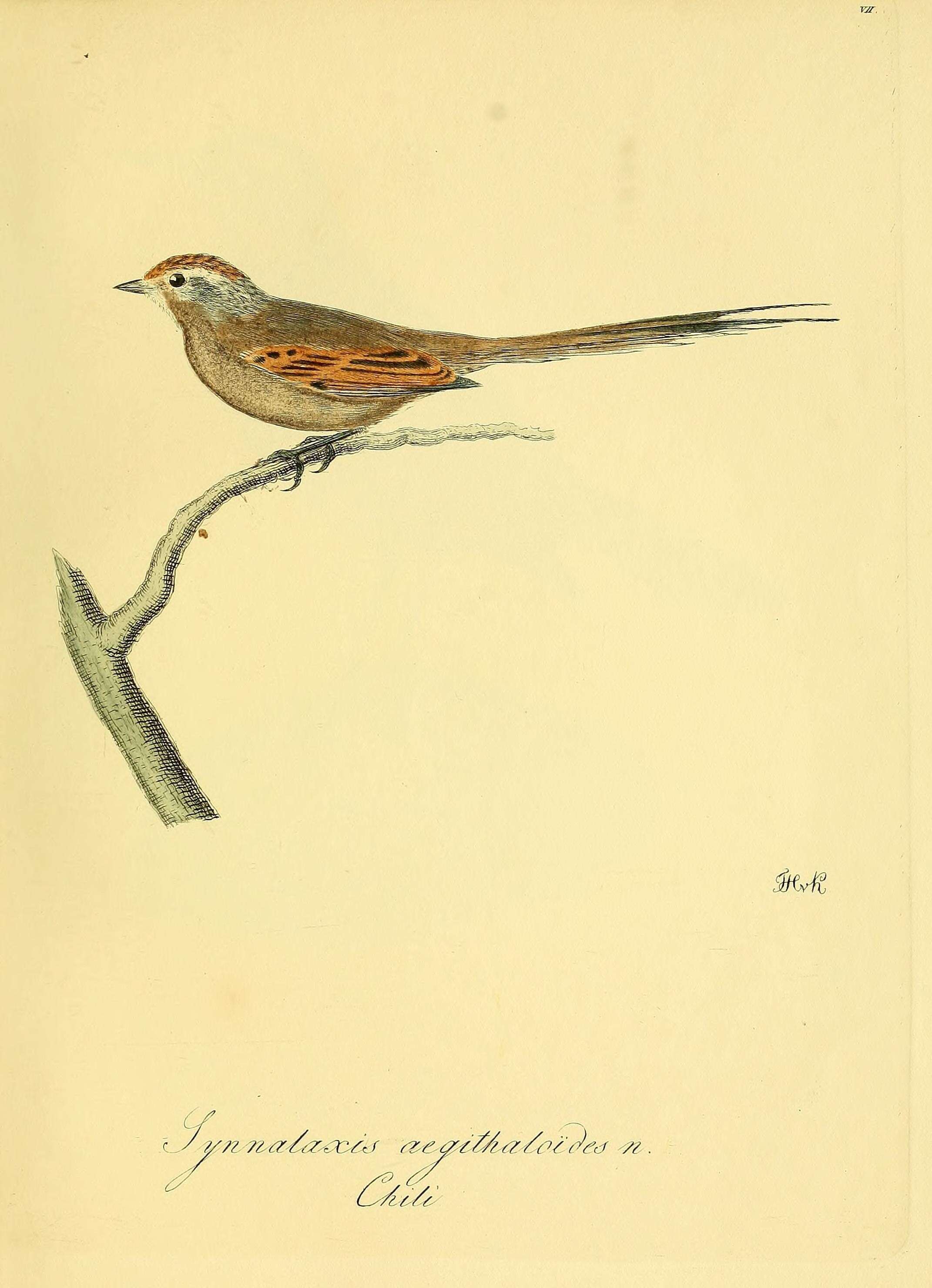 Image of Plain-mantled Tit-Spinetail