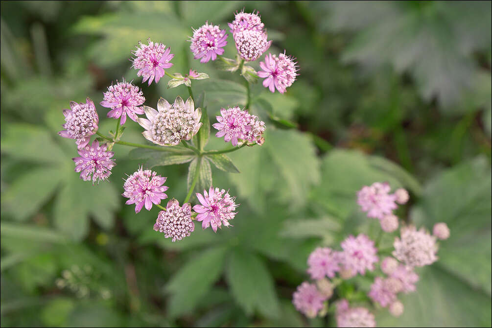 Astrantia major subsp. major resmi