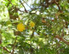 Vachellia seyal (Delile) P. J. H. Hurter resmi