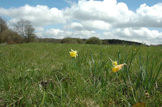 Image of daffodil