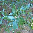 Image of sandpaper oak
