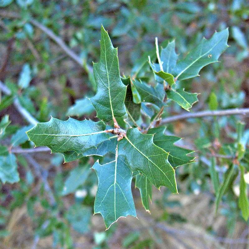 Sivun Quercus vaseyana Buckley kuva