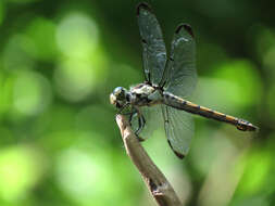 Image of Great Blue Skimmer