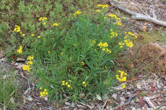 Image of Senecio pinnatifolius var. lanceolatus (Benth.) I. Thomps.