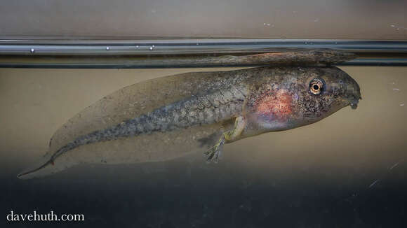 Image of Gray Treefrog