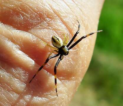 Image of Flower Crab Spiders