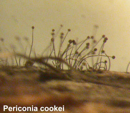 Image of Periconia cookei E. W. Mason & M. B. Ellis 1953