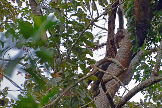 Image of Common Squirrel Monkey