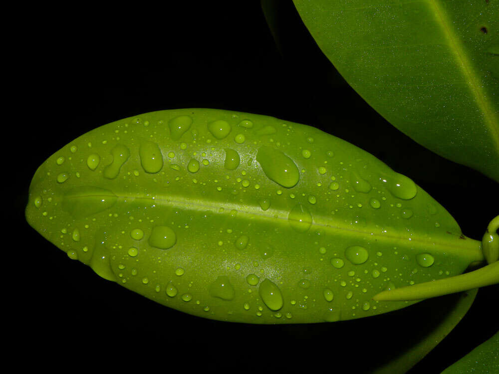 Image of red mangrove