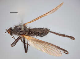 Image of Empis lucida Zetterstedt 1838