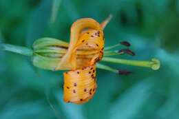 Lilium columbianum Leichtlin resmi