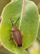 Image of Ellipsidion