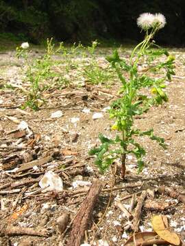 Image of groundsel