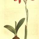 Image of Ixia capillaris L. fil.