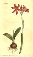 Image of Ixia capillaris L. fil.