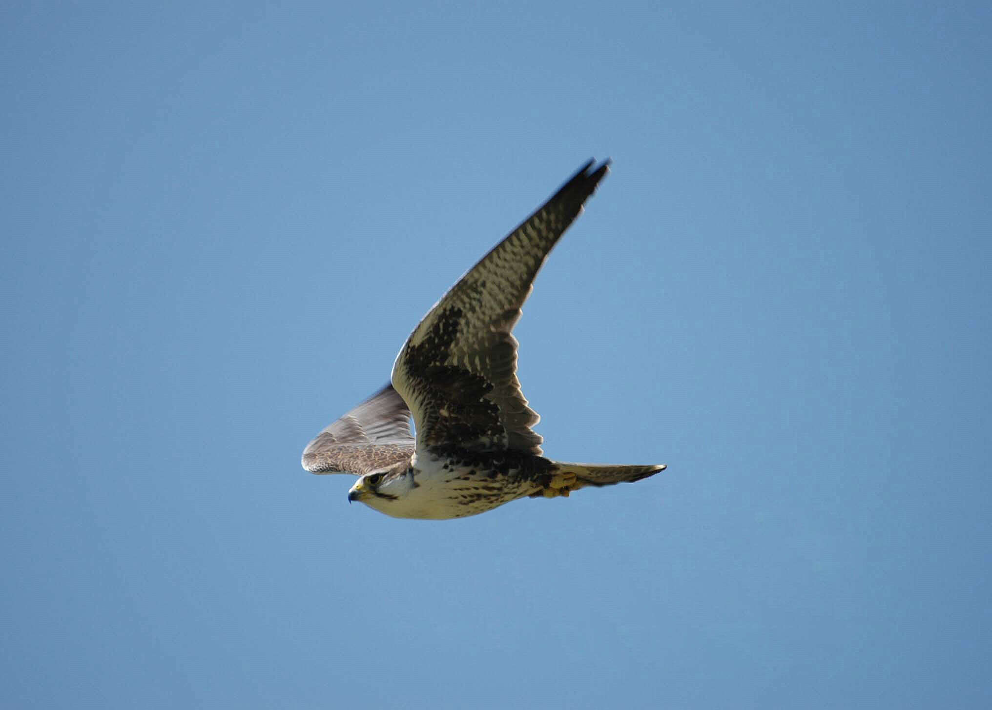 Image of Laggar Falcon