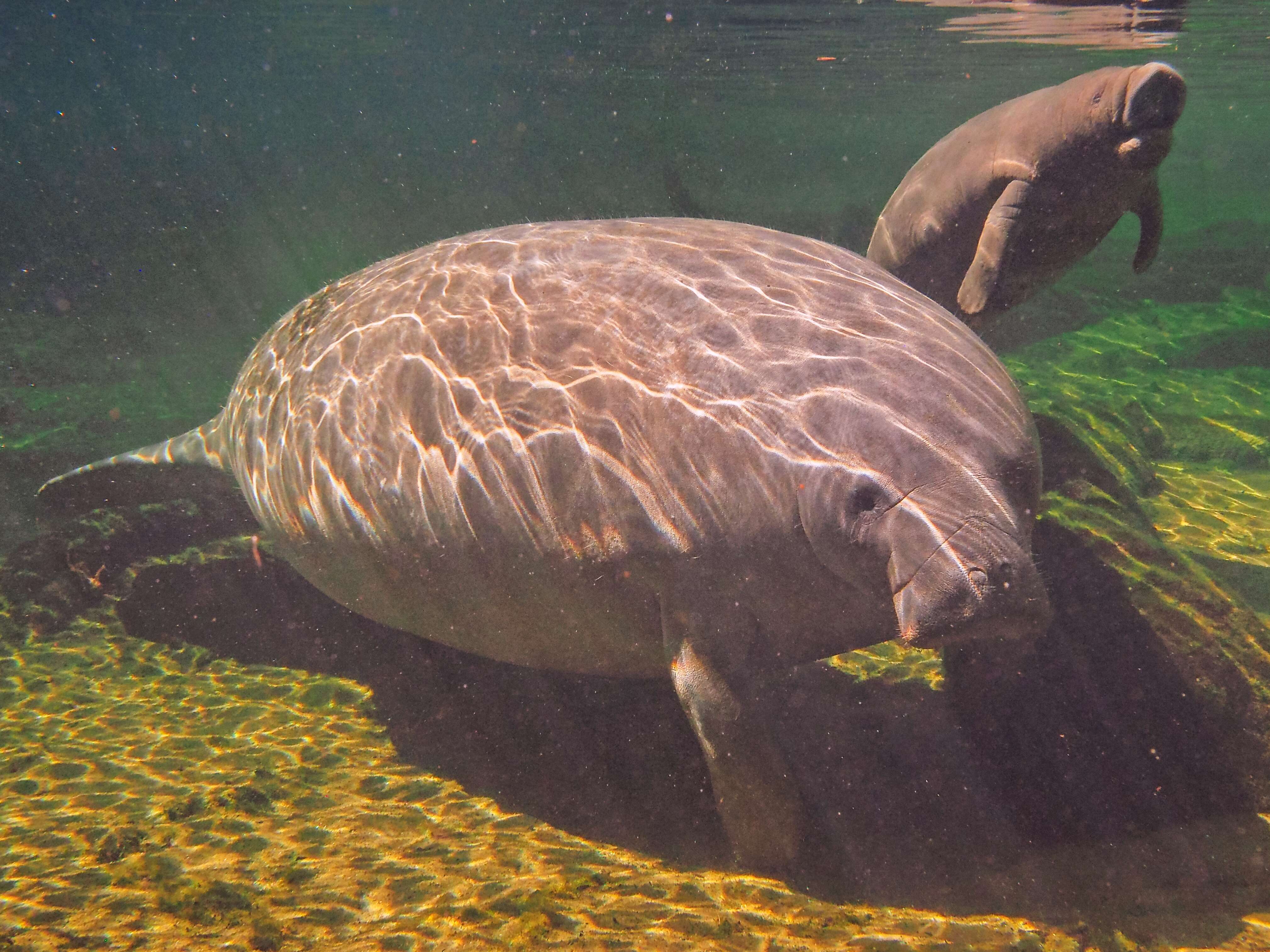 Image of manatees