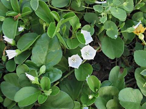 Image of Oval-Leaf Clustervine