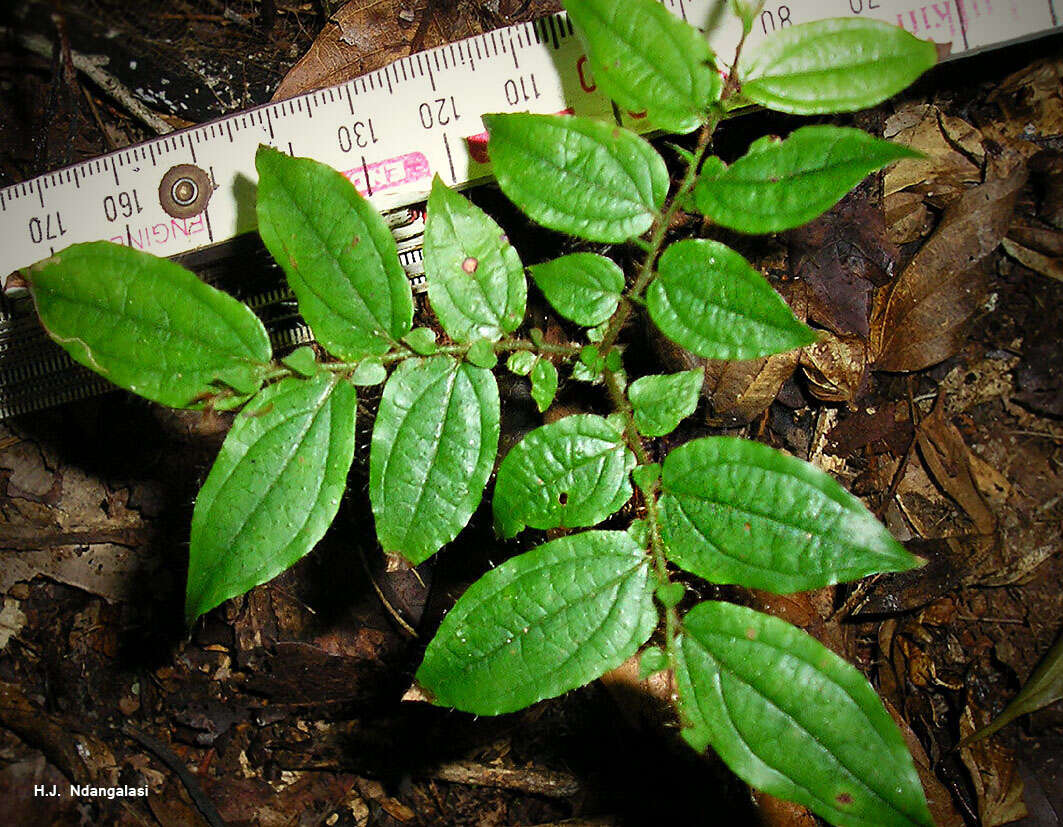 Image of Anisophylleaceae
