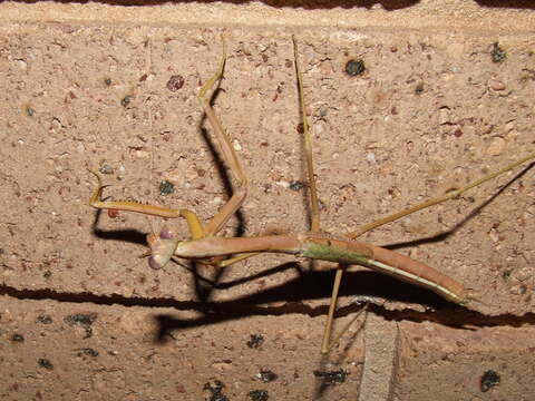 Image of Archimantis