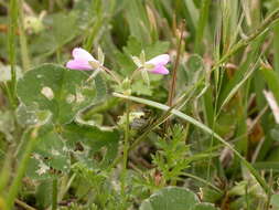 Image of Common Stork's-bill