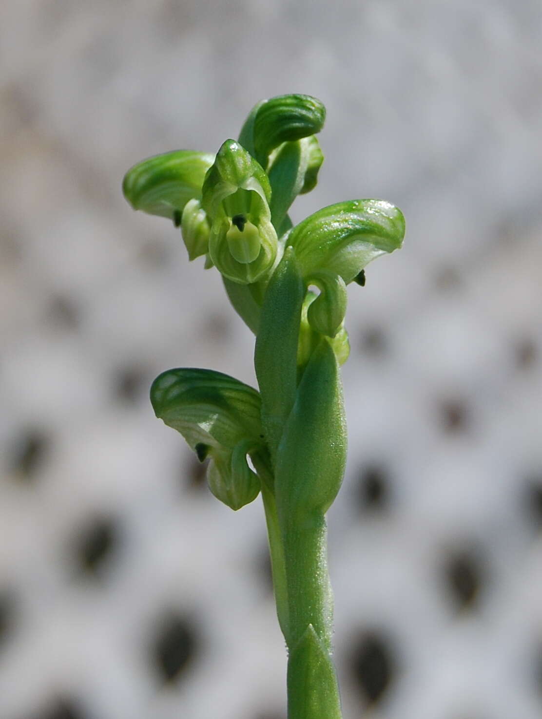 Image of Pterostylis ziegeleri D. L. Jones