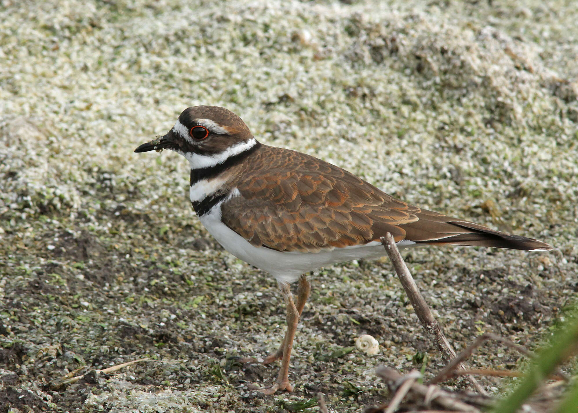 Image of Charadrius Linnaeus 1758