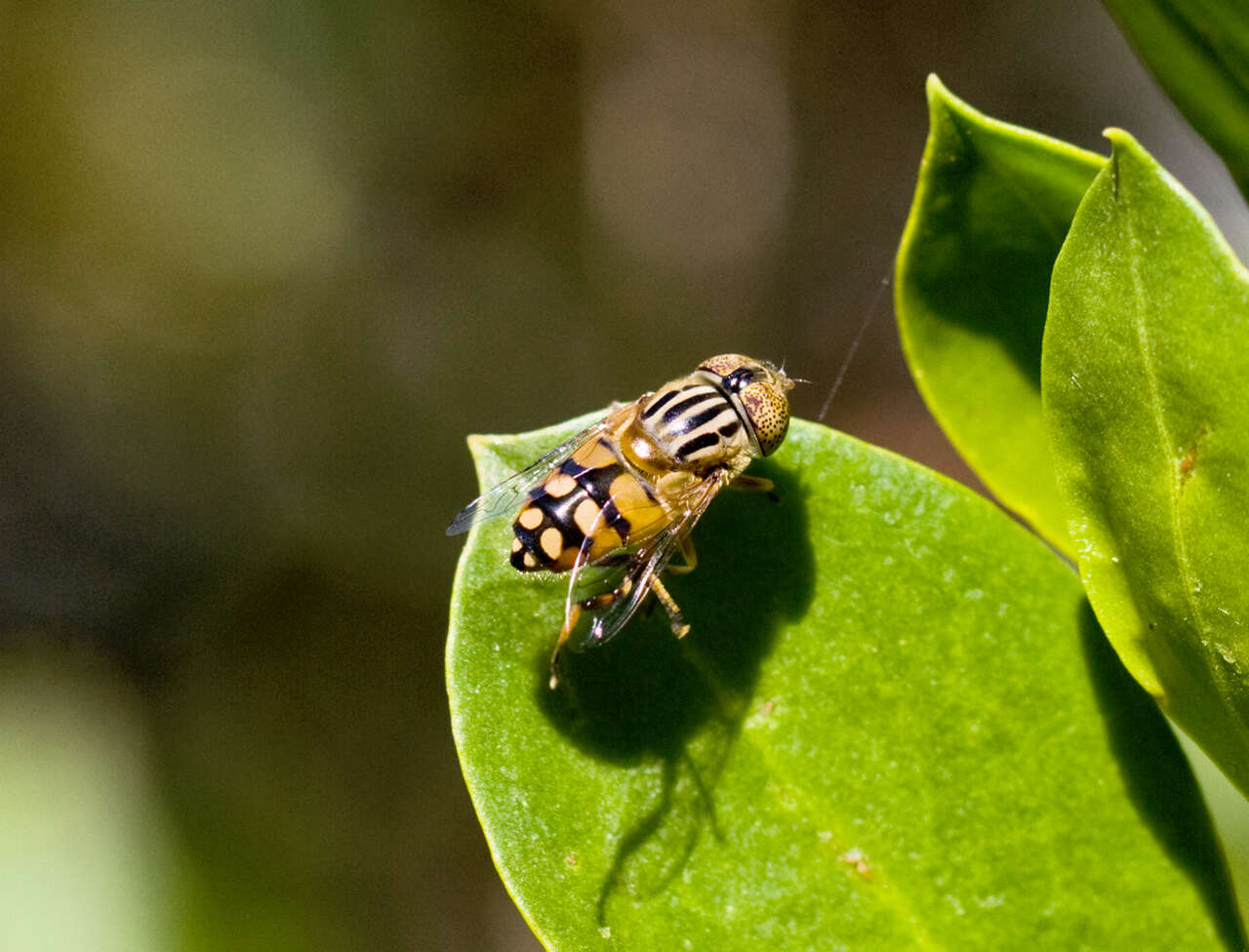 صورة Eristalinus punctulatus (Macquart 1847)