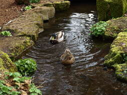 Image of Common Mallard