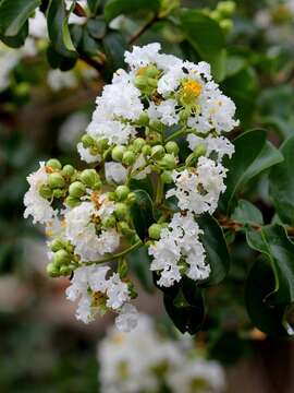 Image of Crape myrtle