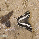 Image of Papilio delalandei Godart (1824)