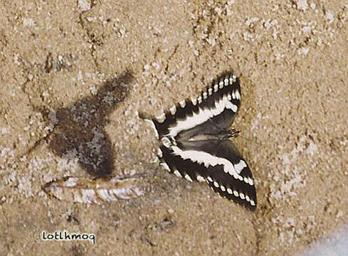 Слика од Papilio delalandei Godart (1824)