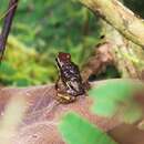Image of Tarapoto Poison Frog