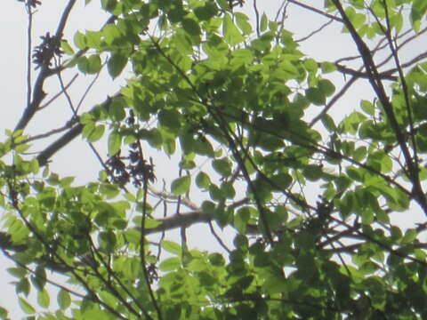 Image of gumbo limbo