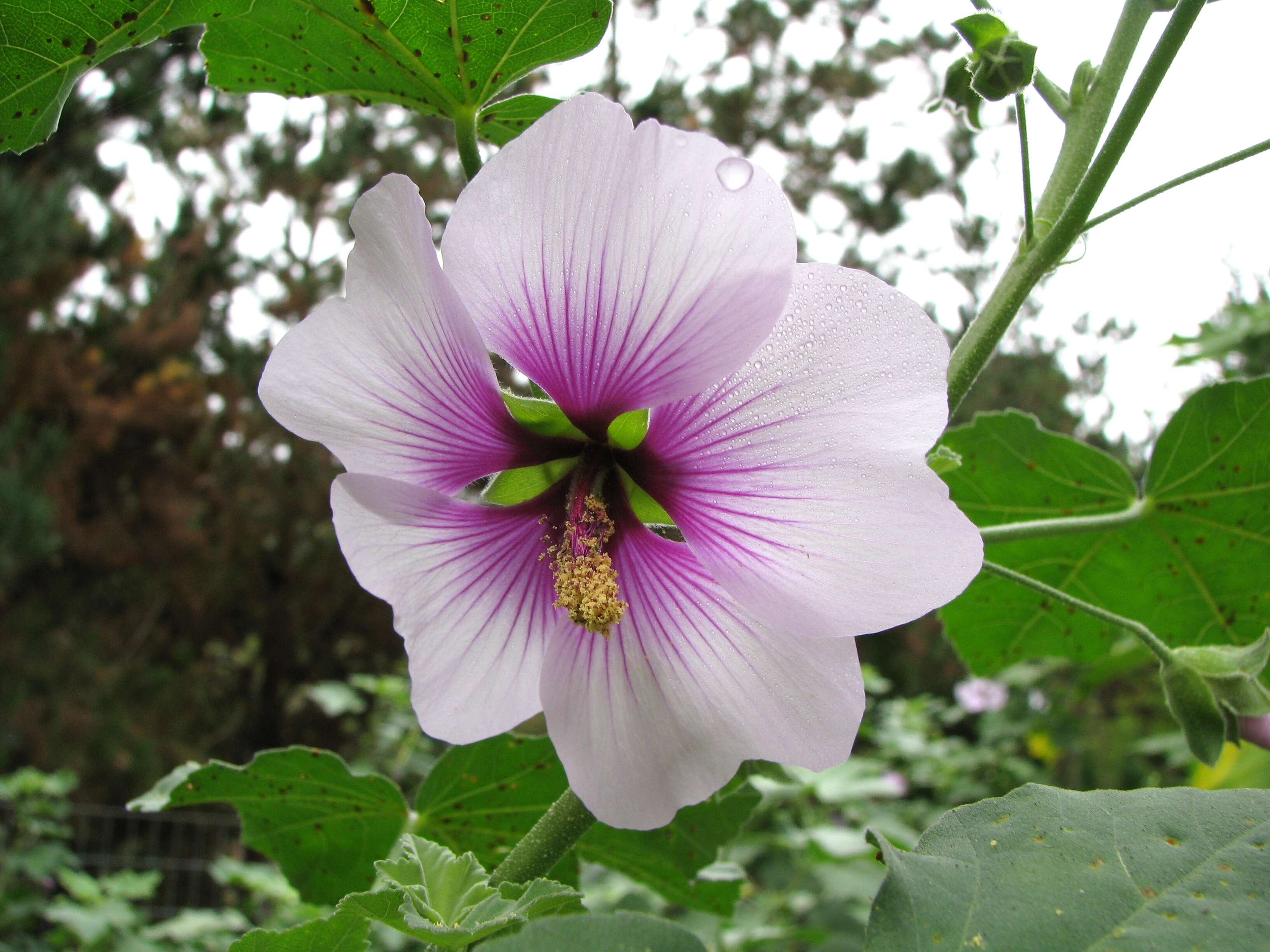 Image of Malva subovata (DC.) Molero & J. M. Monts.