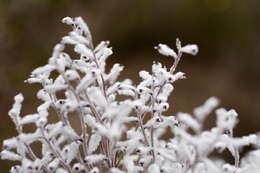 Image of Conospermum filifolium Meissn.