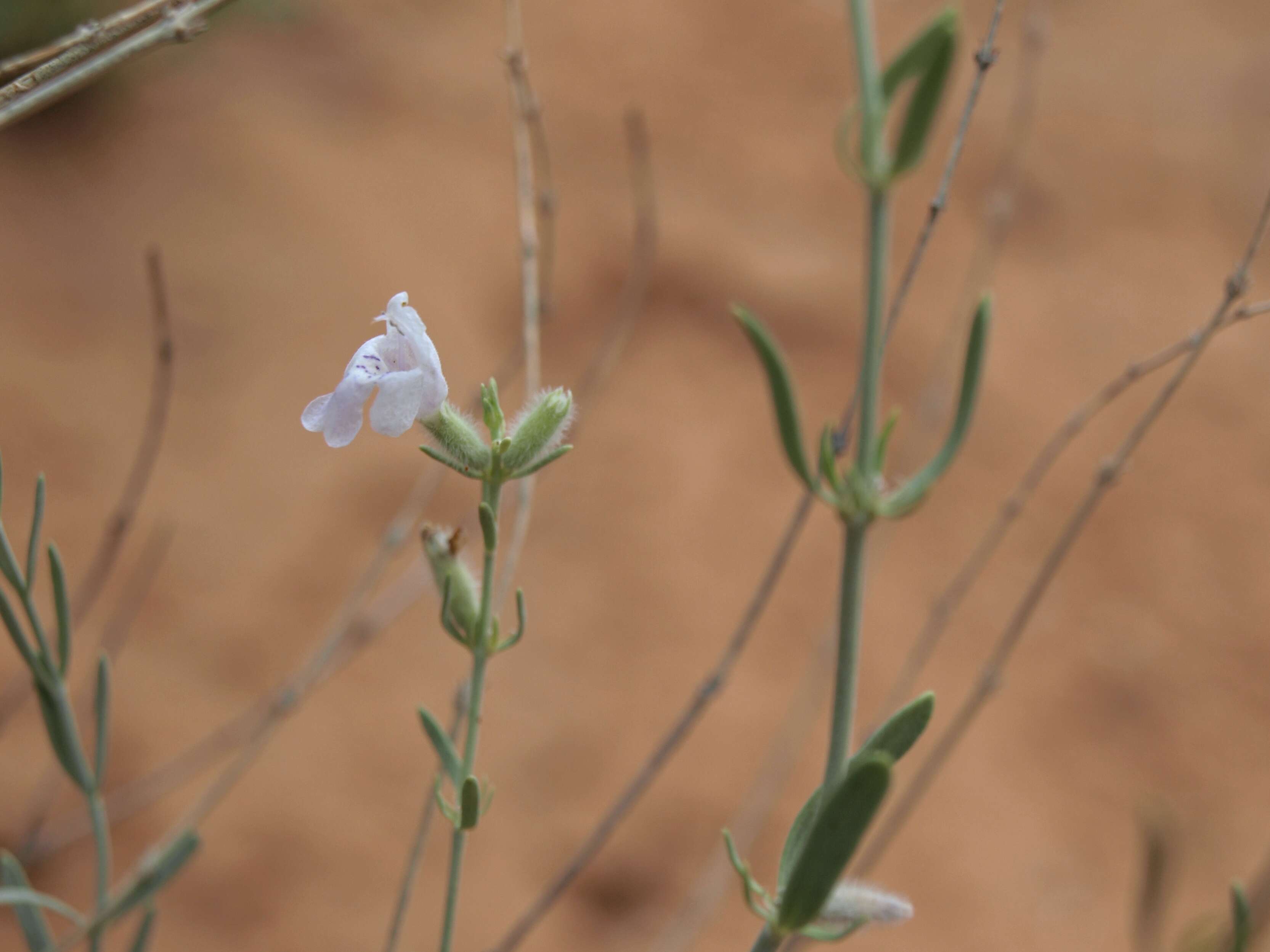 Image of frosted mint