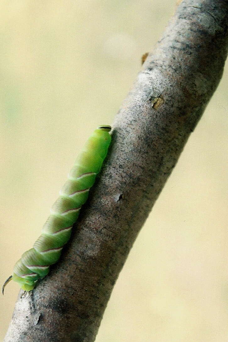 Image of privet hawk-moth