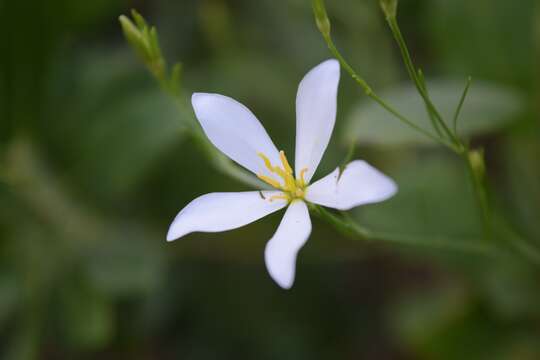 Image of shortleaf rose gentian