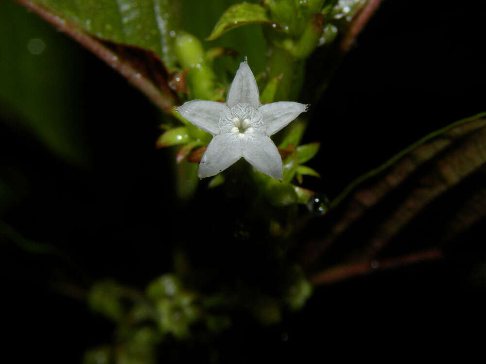 Image of woodvine