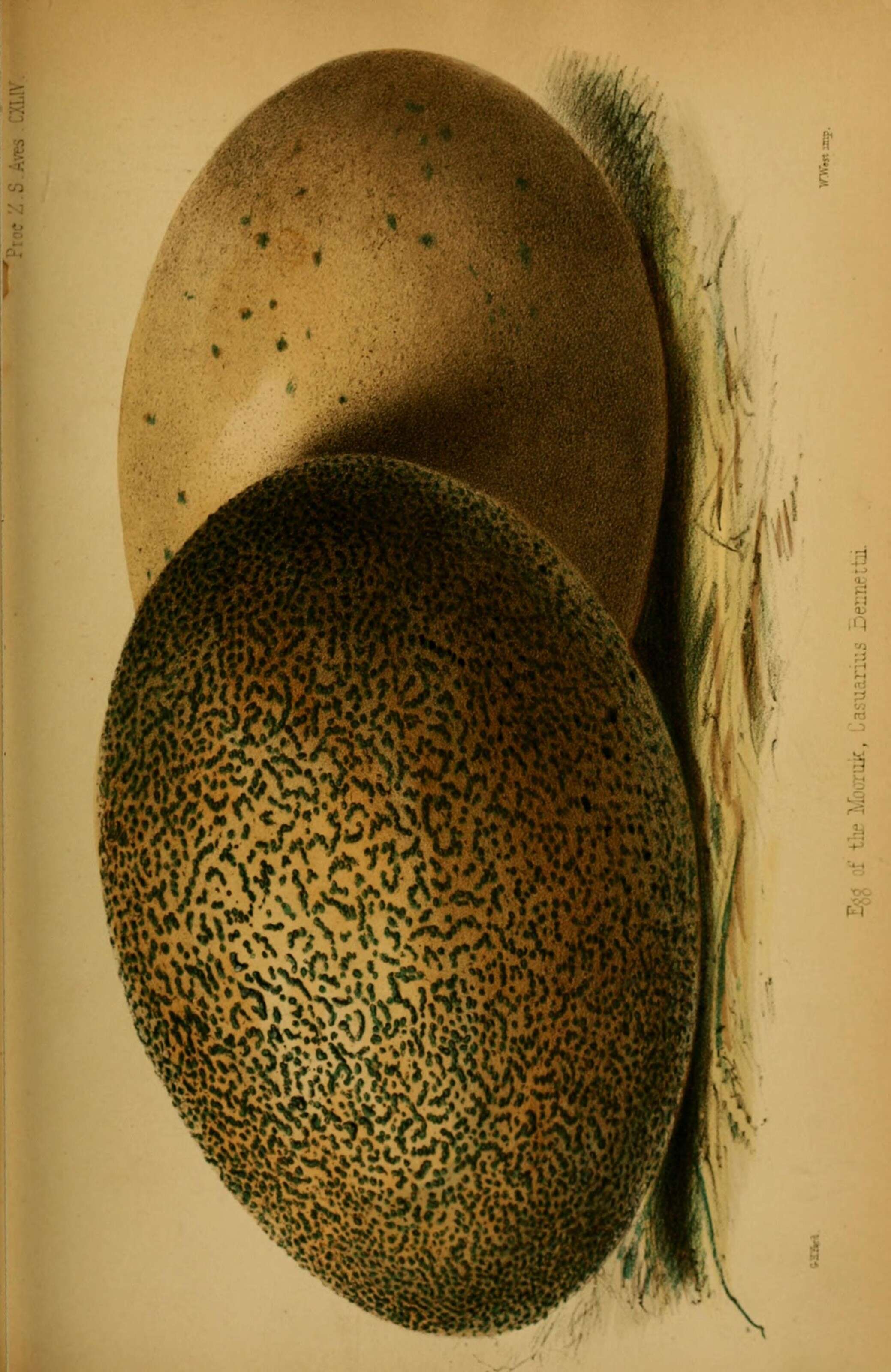 Image of Casuarius Brisson 1760