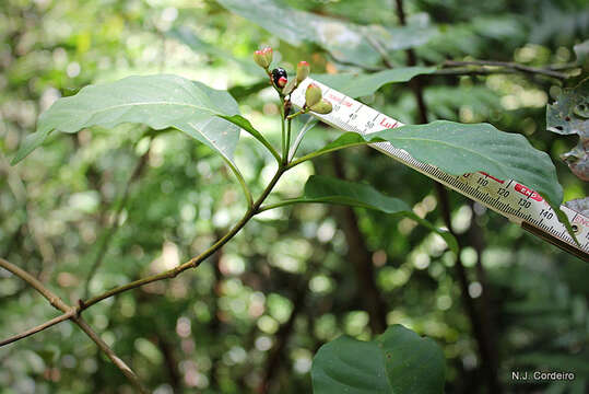 Image de Rauvolfia volkensii (K. Schum.) Stapf