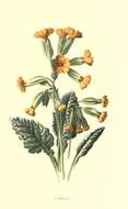 Image of Cowslip