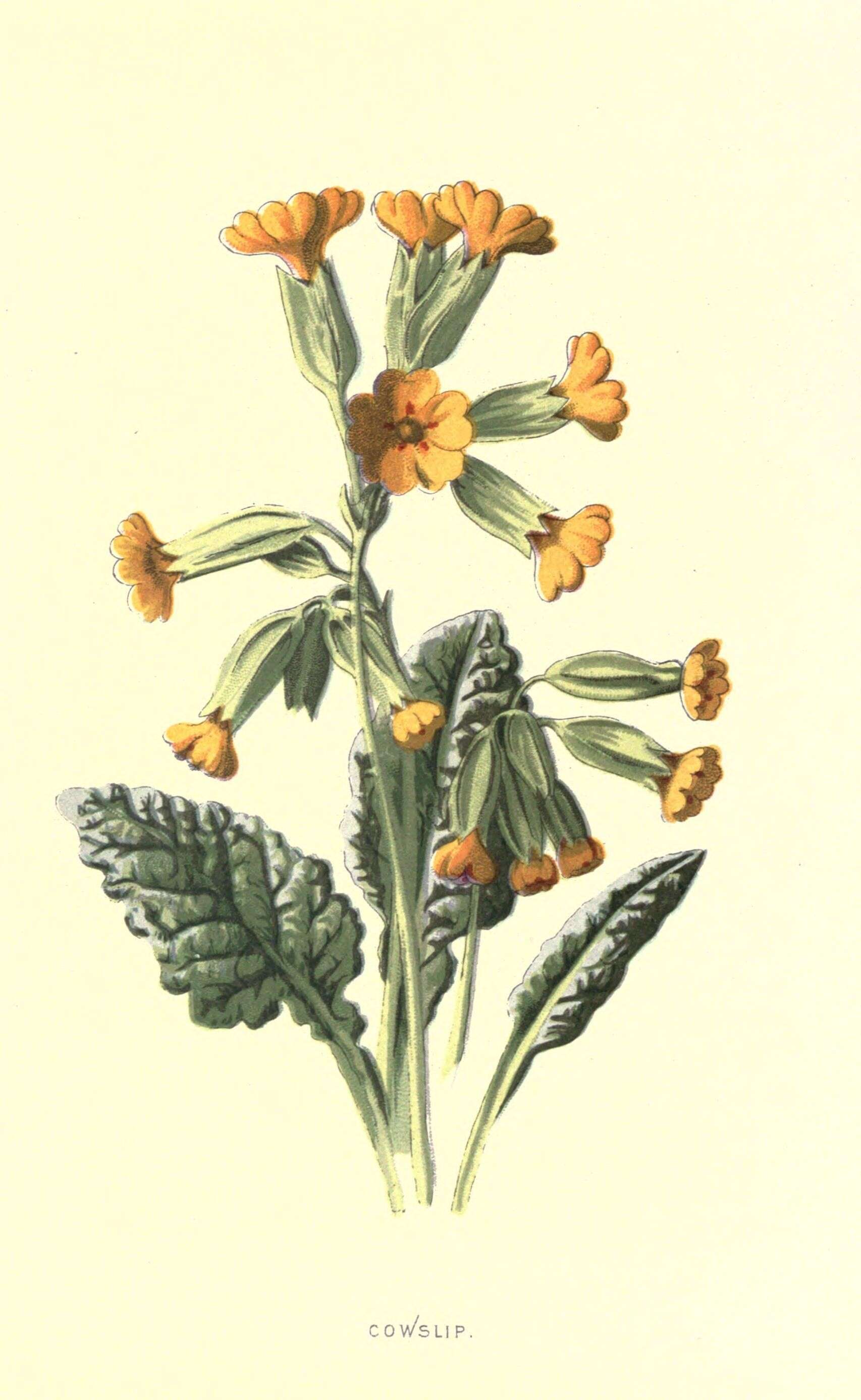 Image of cowslip