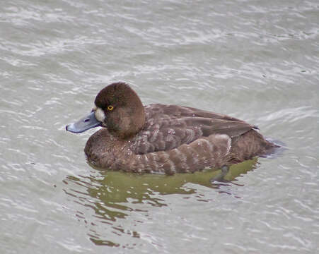 Image of Lesser Scaup