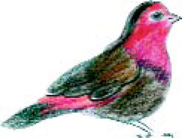 Image of Red-billed Firefinch