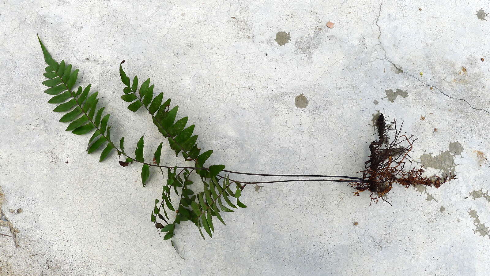 Image of Oblique Maidenhair