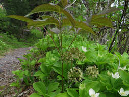 Image of wild sarsaparilla