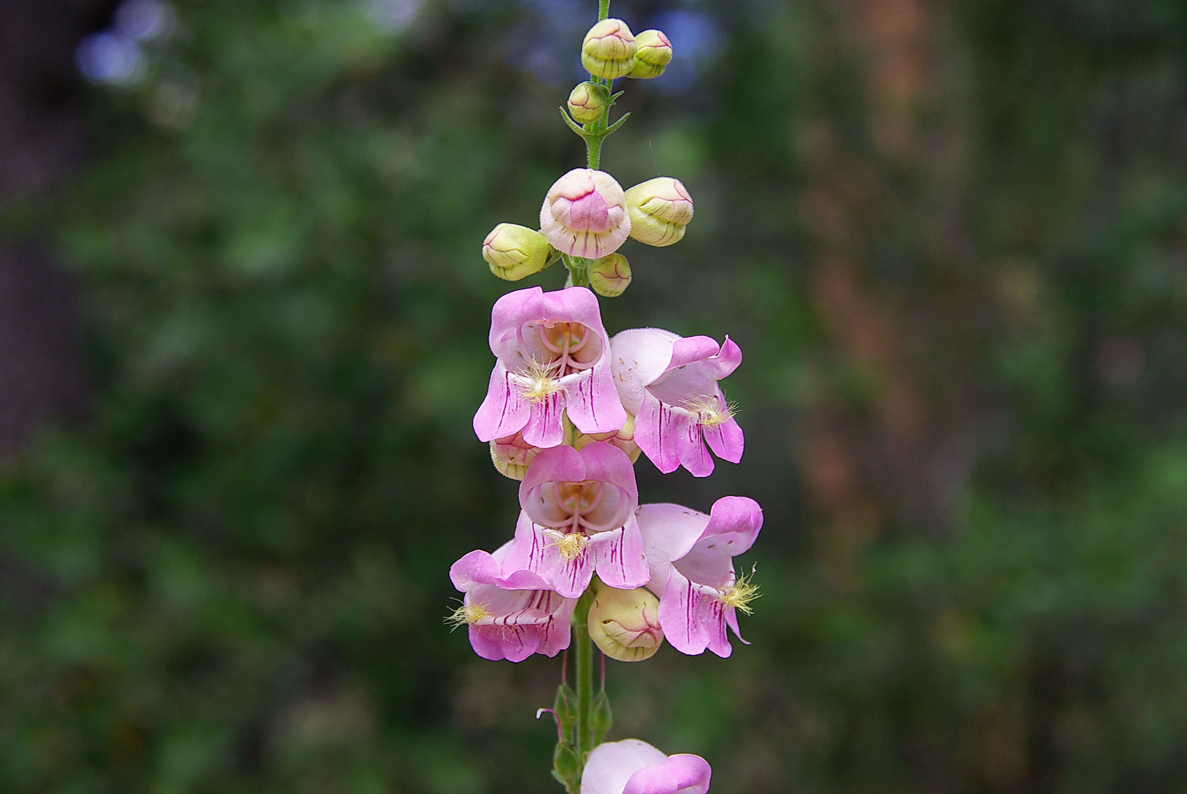 Image of Palmer's penstemon