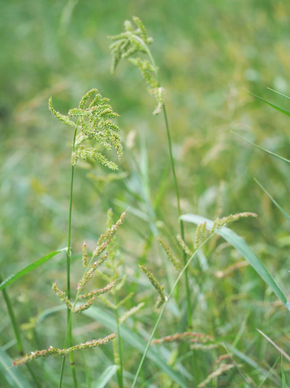 Echinochloa resmi